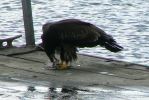 PICTURES/Grand Marais & a Lutsen Wedding/t_Eagle Eating Fish6.JPG